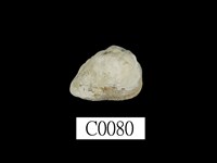 藏品(魁蛤)的圖片